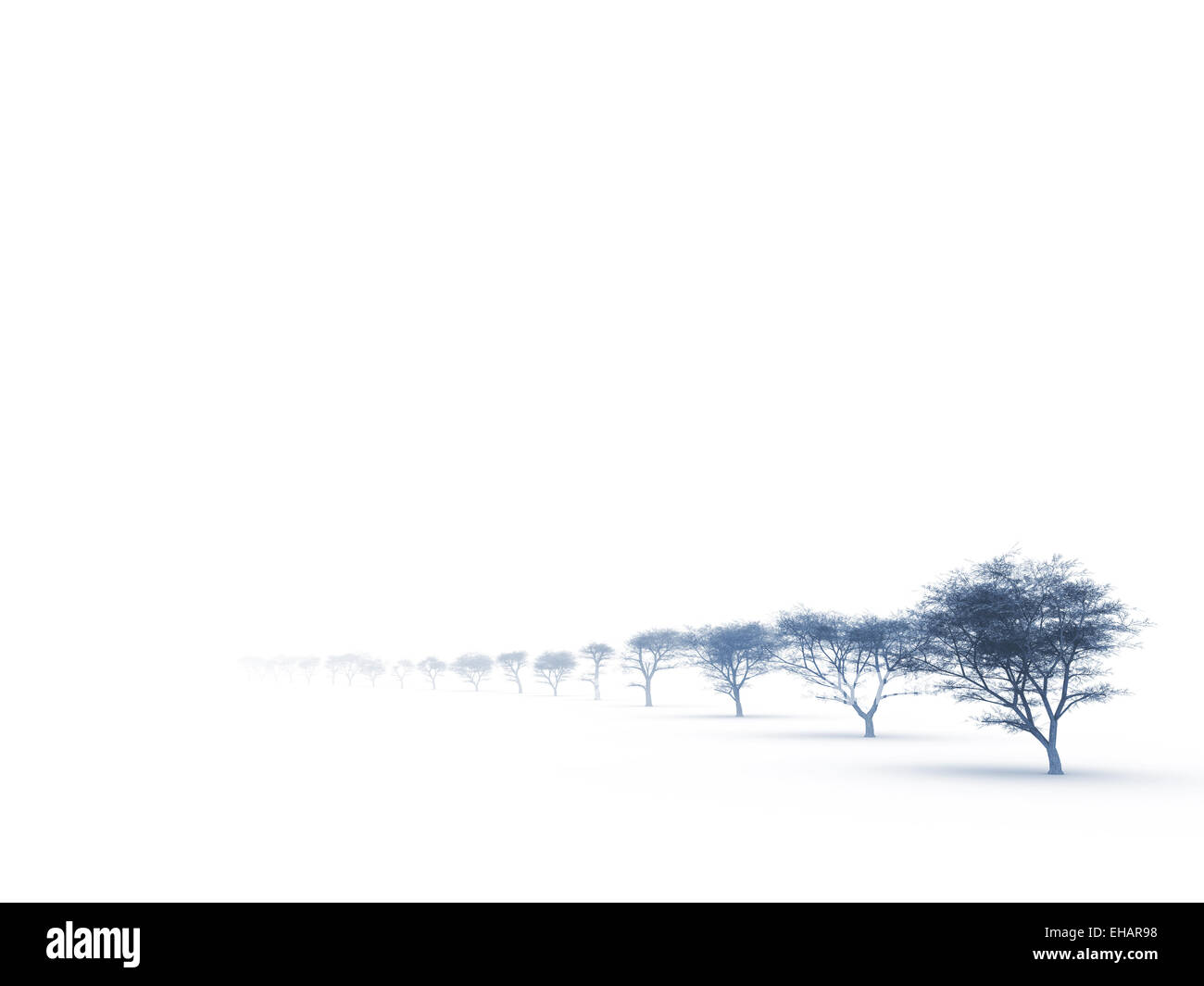 Arbres de Misty haze dans un sombre jour d'hiver Banque D'Images