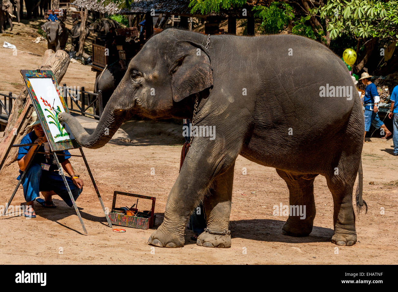 Peinture d'éléphant, Maesa Elephant Camp, Chiang Mai, Thaïlande Banque D'Images Peinture d'éléphant, Maesa Elephant Camp, Chiang Mai, Thaïlande Banque D'Images
