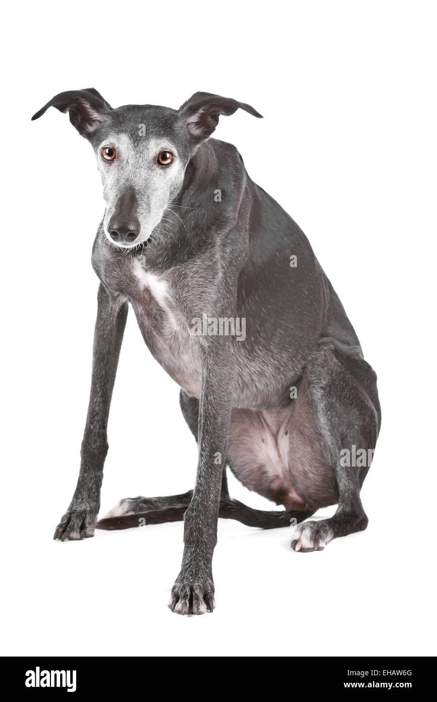 Greyhound vieux Banque D'Images