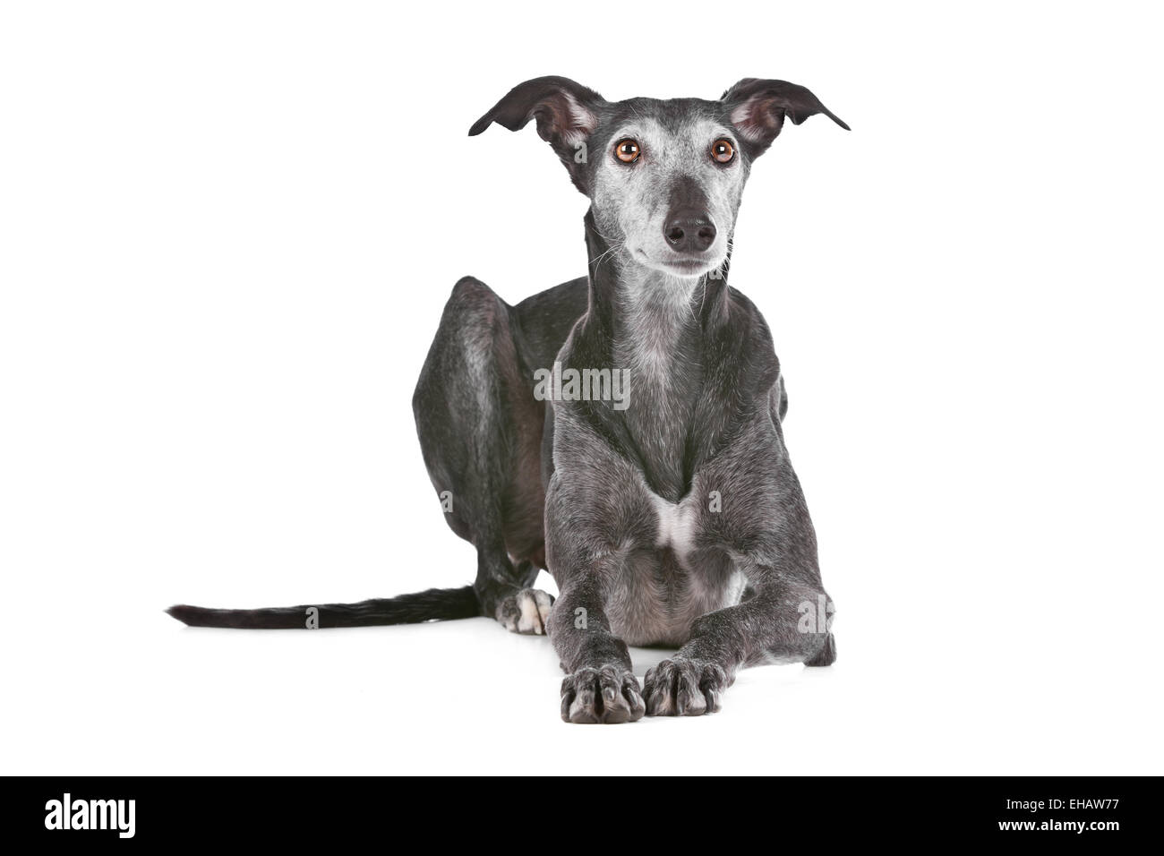 Greyhound vieux Banque D'Images