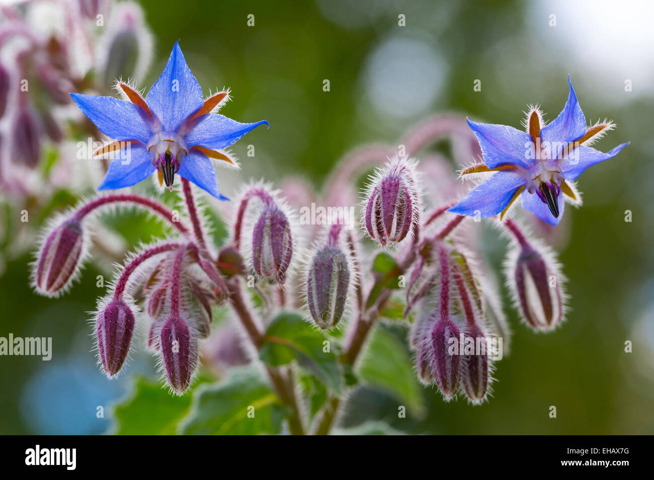 Fleurs de bourrache Borago officinalis (close up) Banque D'Images