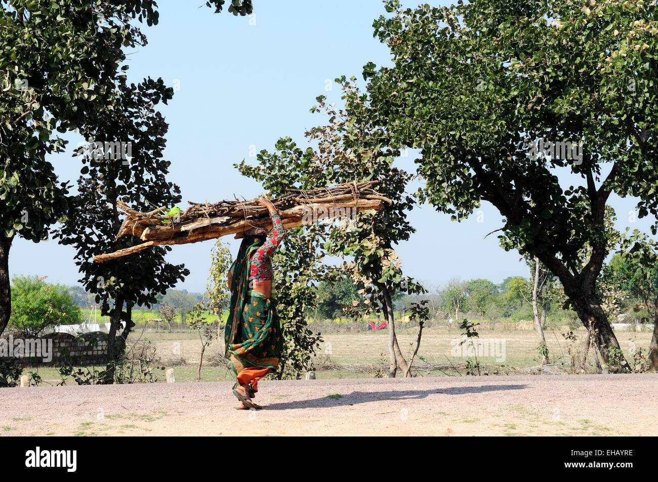 Une femme indienne portant un gros paquet de bois qu'elle a recueillies sur sa tête Pañña Chhatarpur Madhya Pradesh Inde Banque D'Images