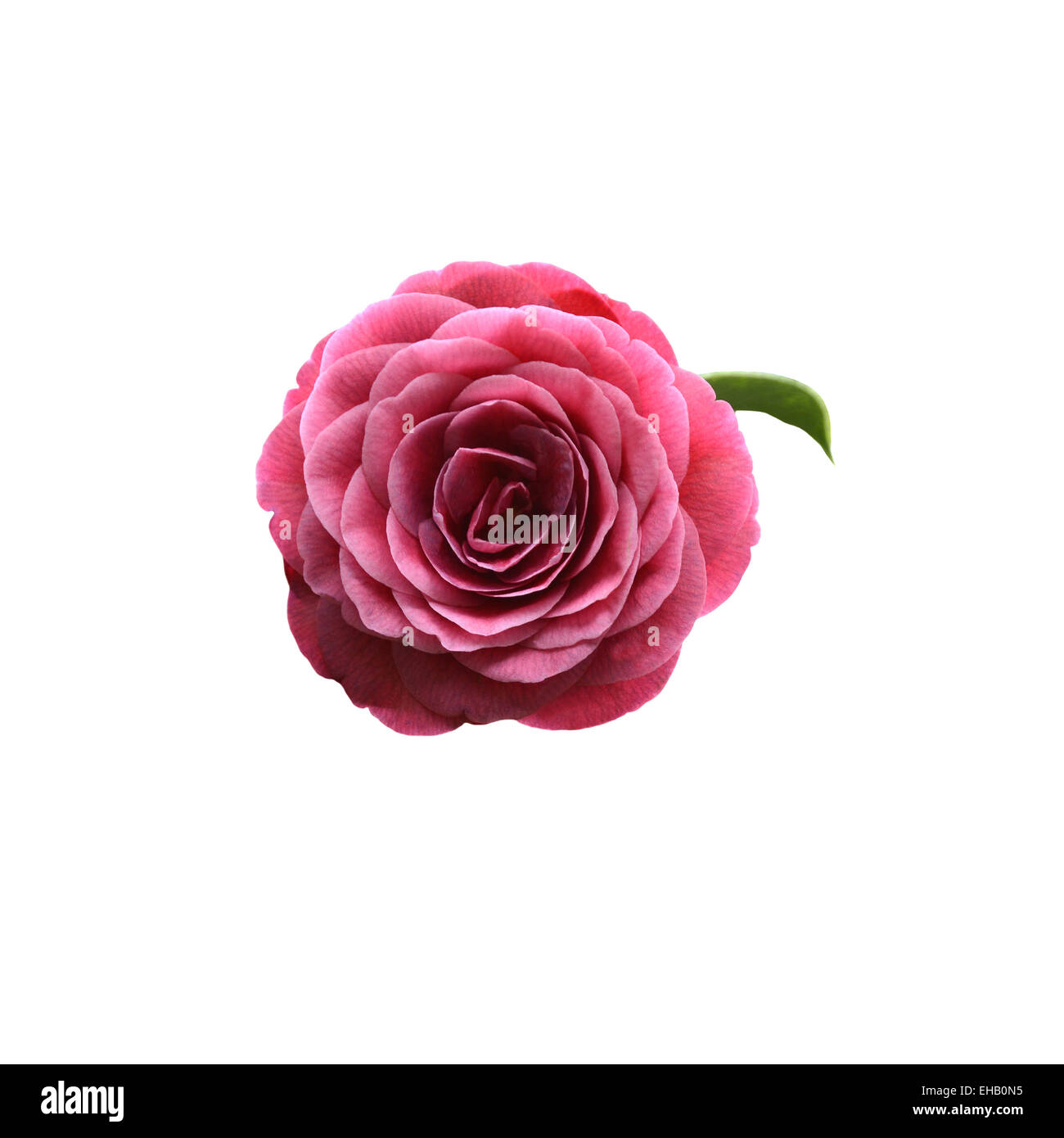 Fleur de camélia rouge, vue frontale avec green leaf isolated on white. Banque D'Images