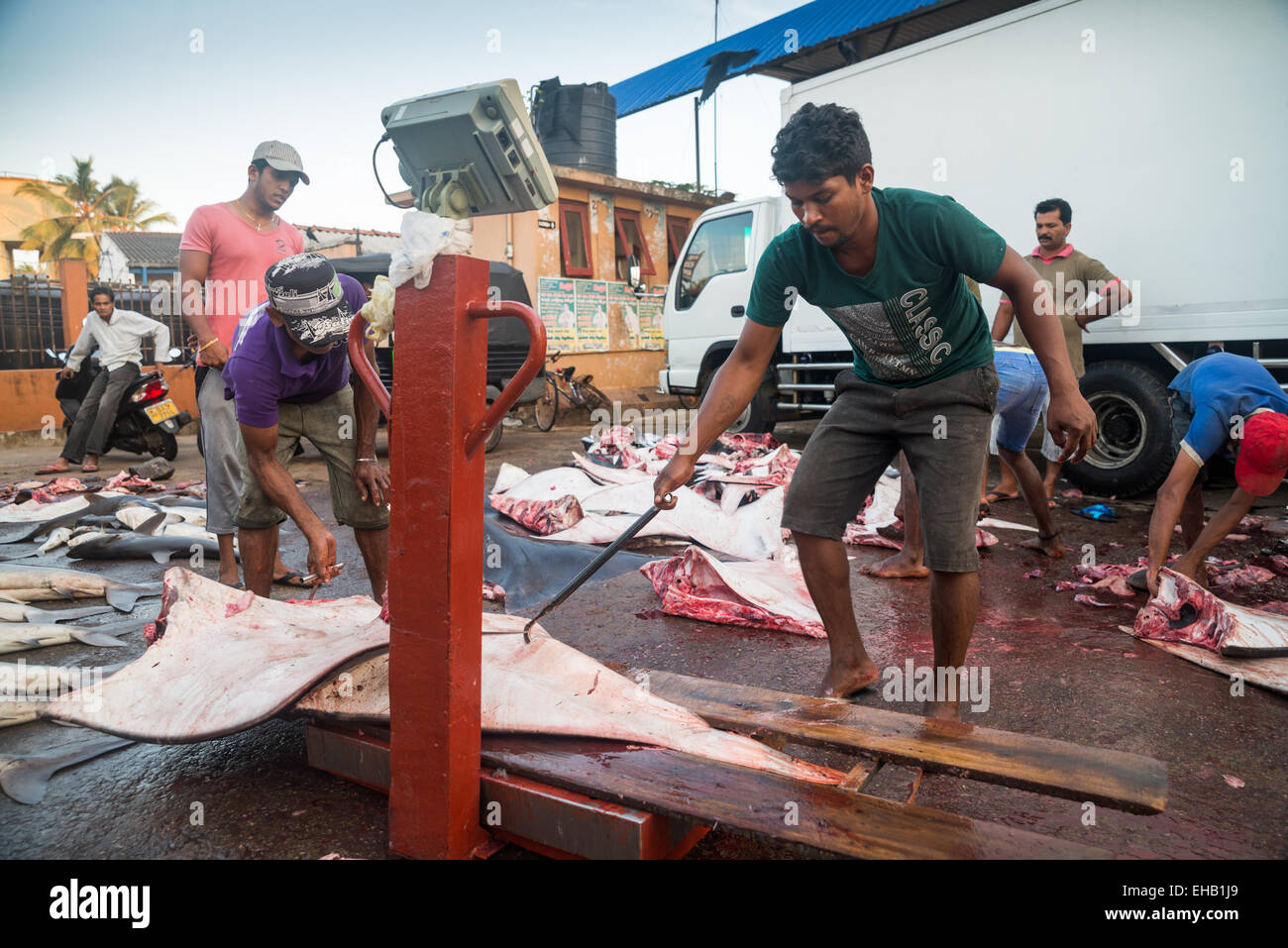 Marché du poisson frais à Negombo, Sri Lanka Banque D'Images