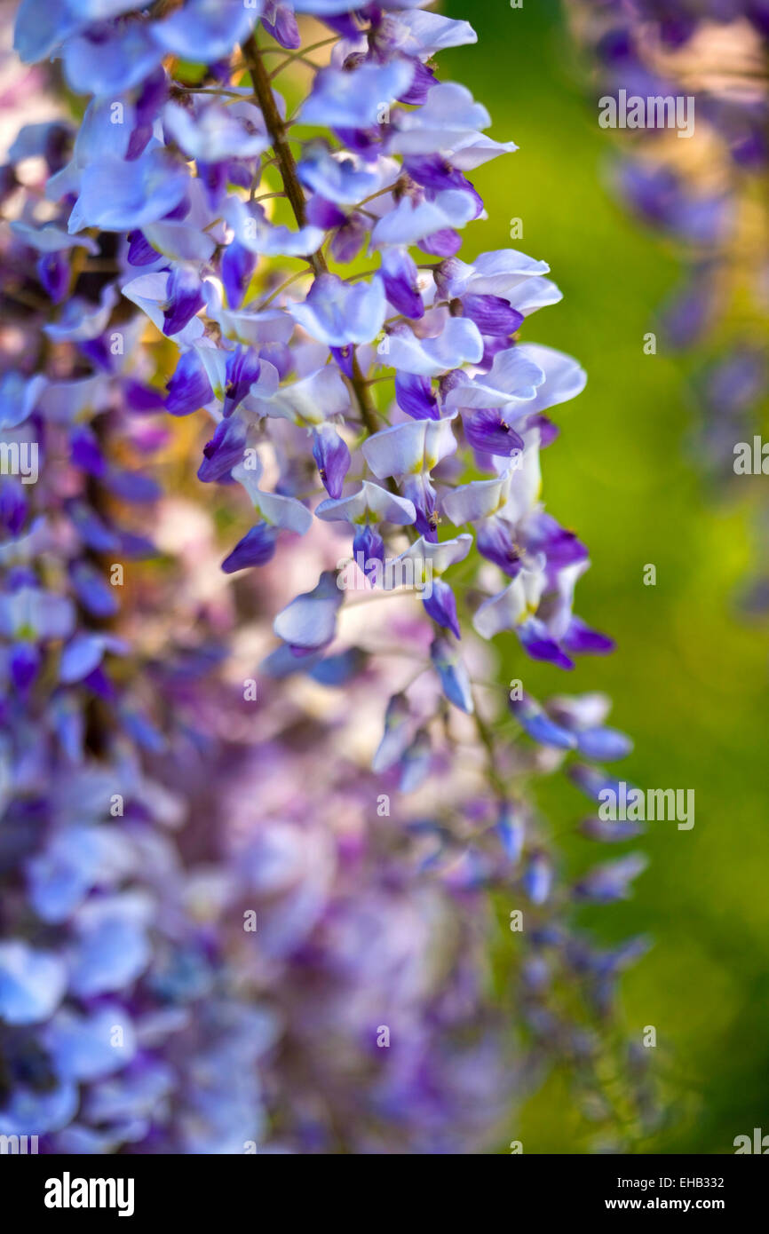 Les fleurs de glycine dans un jardin au printemps Banque D'Images