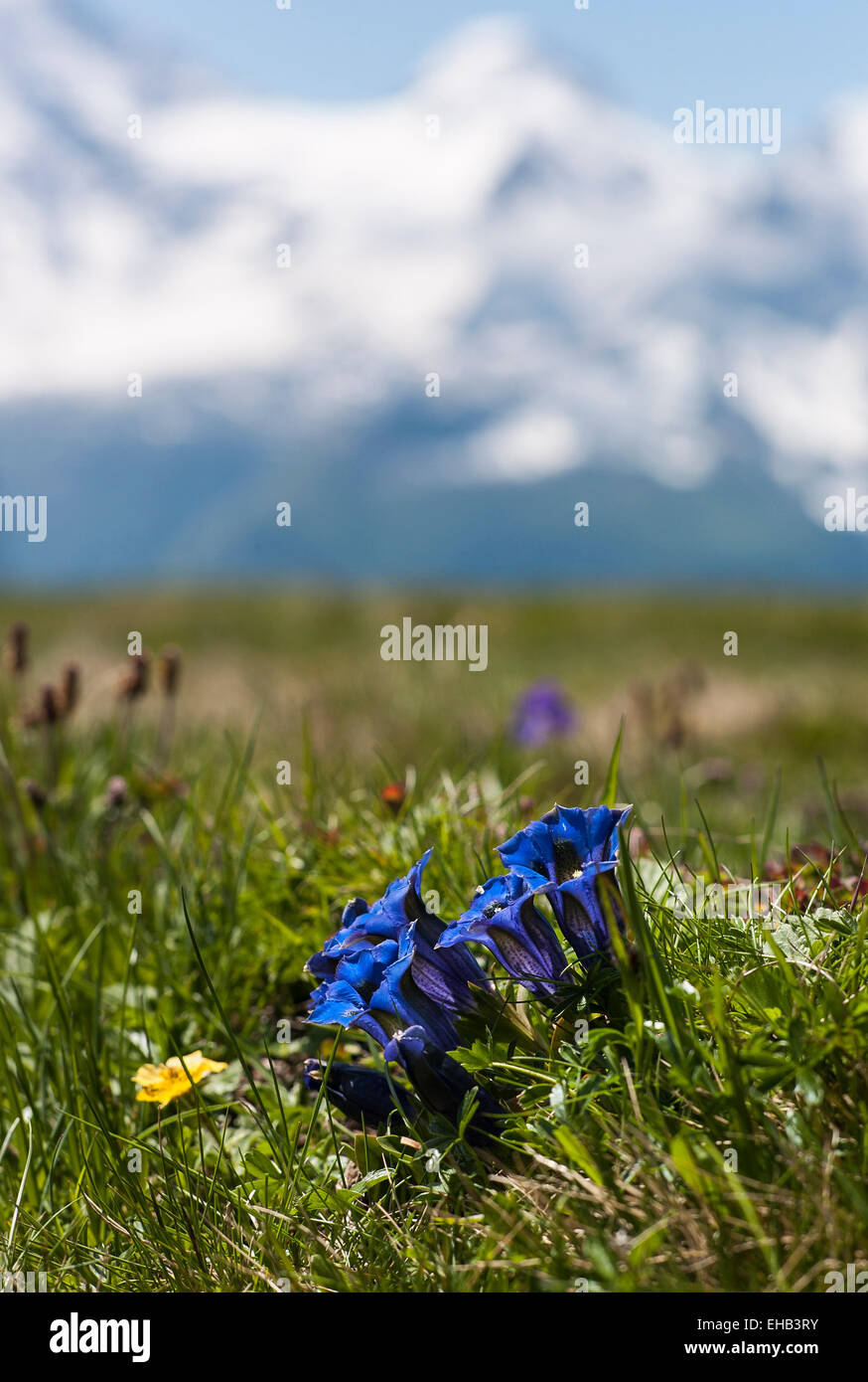 Les Gentianes sauvages la floraison dans les Alpes Suisses en Juin Banque D'Images