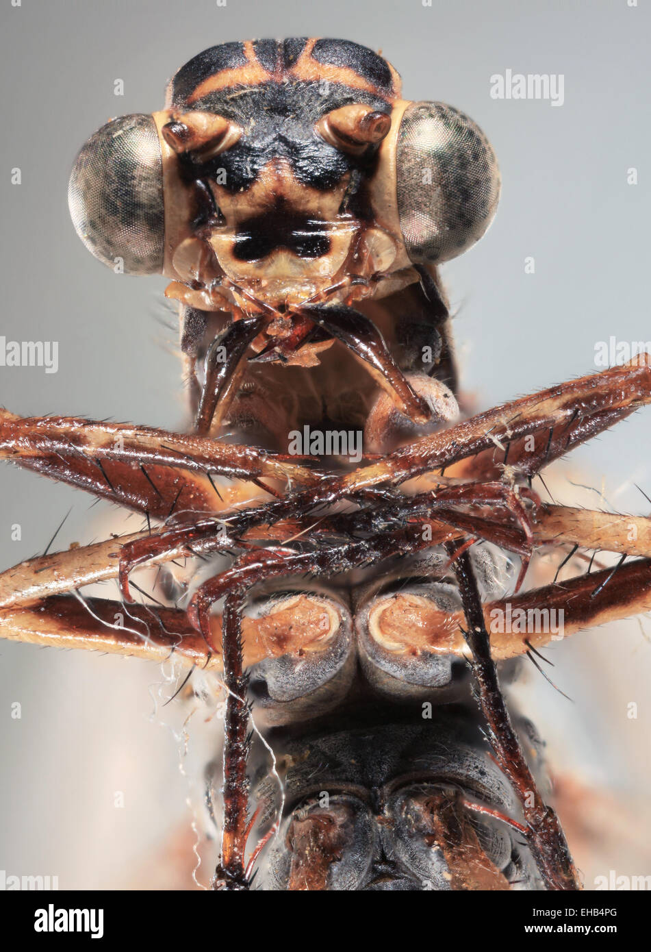 Libellule Macro Ultra Banque D'Images