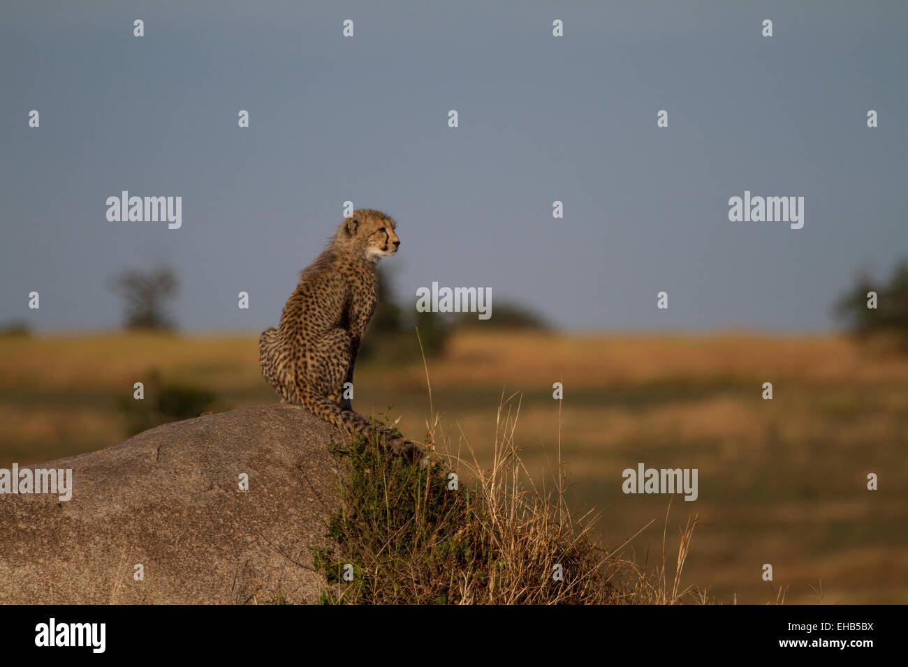 Le Guépard (Acinonyx jubatus) Cub perché sur un rocher. Banque D'Images