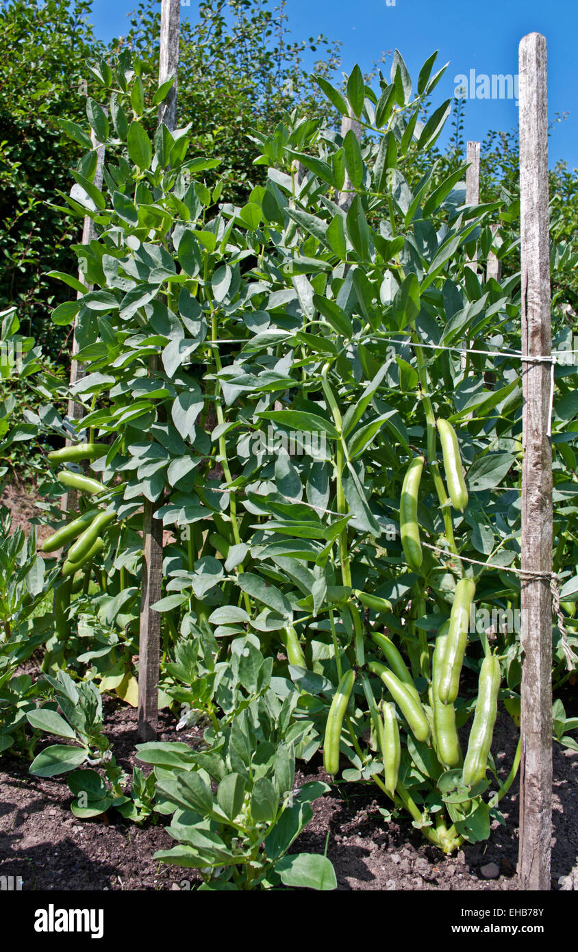 Petite rangée de large variété de grains Meteor Vroma soutenu par piquets en bois de plus en plus dans le jardin potager domestique, England UK Banque D'Images