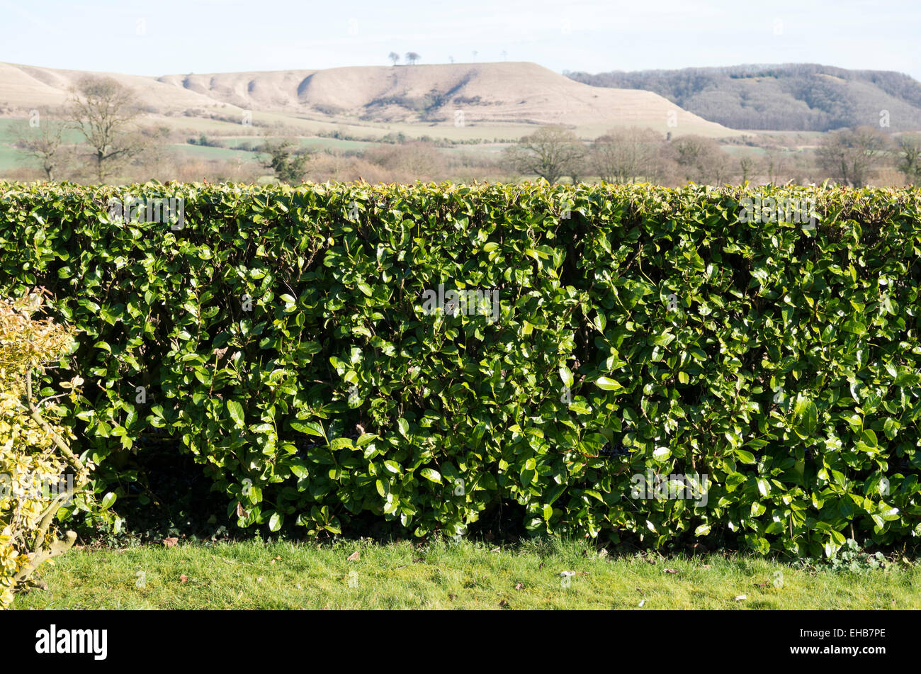 Clippé laurel haie sur jardin avec vue au-delà des limites rurales Banque D'Images