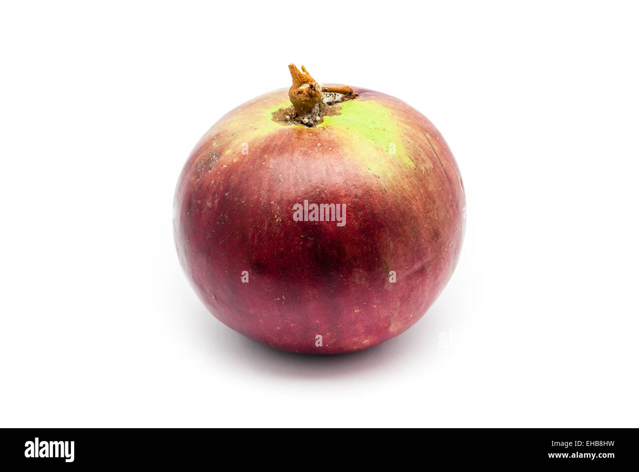 Chrysophyllum Cainito Star, Apple,( Golden Leaf Tree), Nord de la Thaïlande, fruits isolés. Banque D'Images