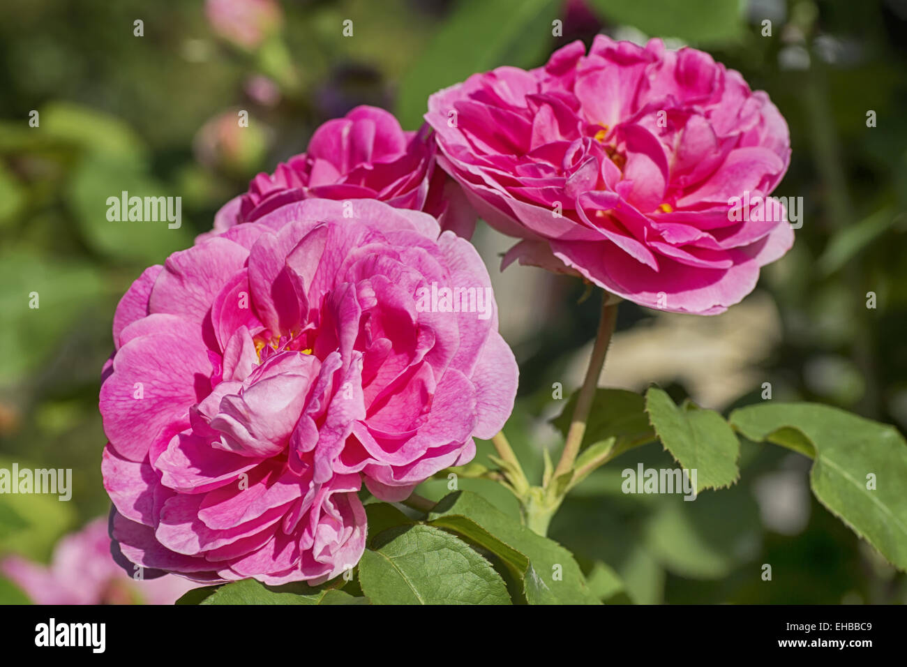 Fleur rose rose Banque D'Images