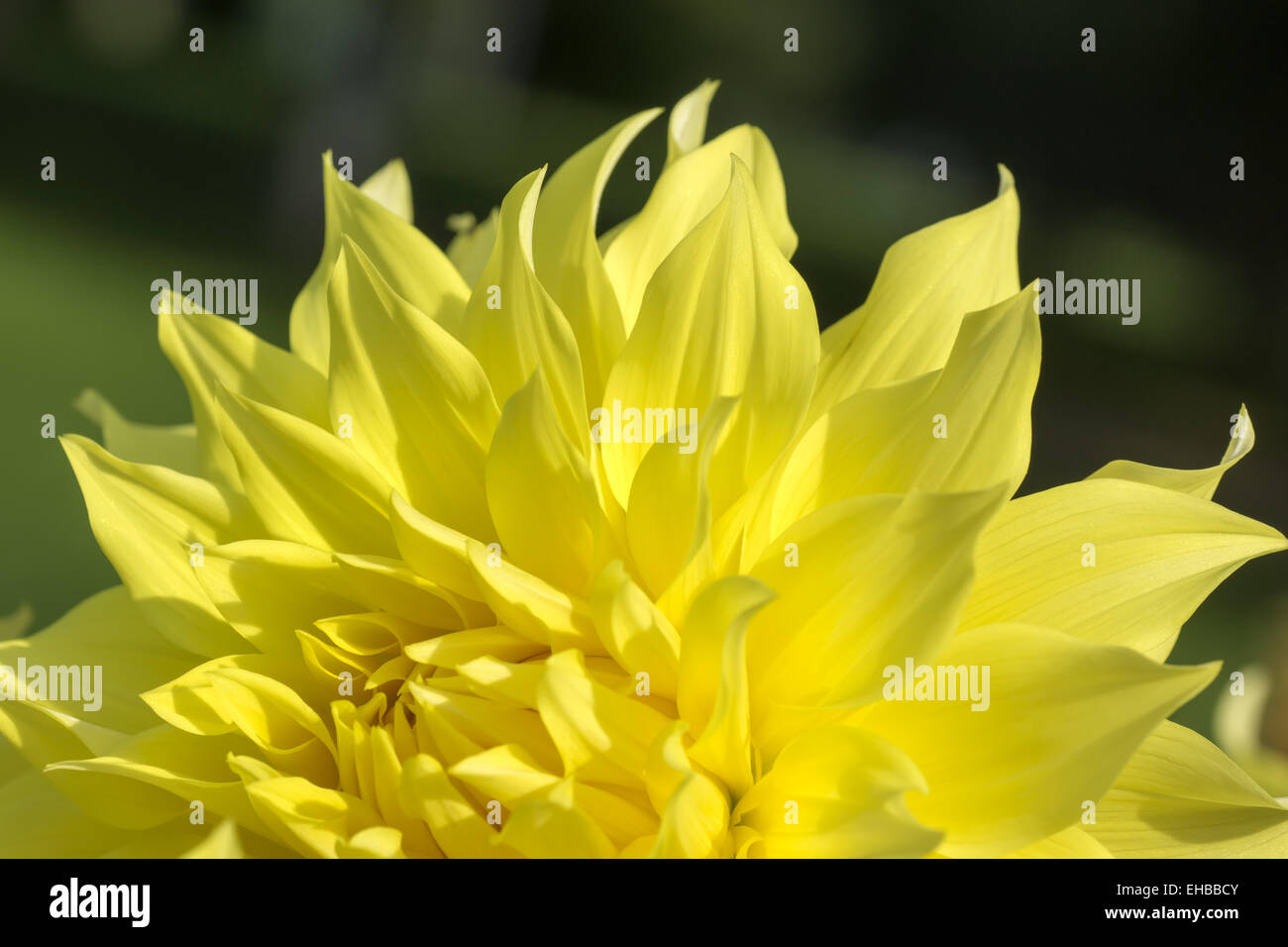 Dahlia fleurs jaune Banque D'Images