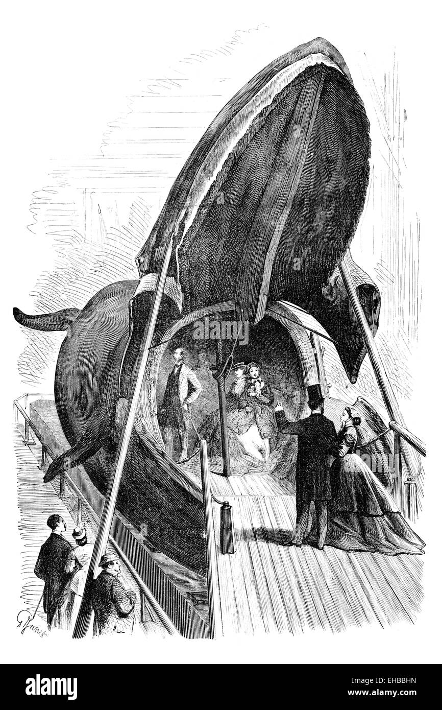 La seule baleine bleue en peluche, situé au Musée d'Histoire Naturelle de Göteborg. Illustration fom Ny Illustrerad Tidning, 1866 Banque D'Images