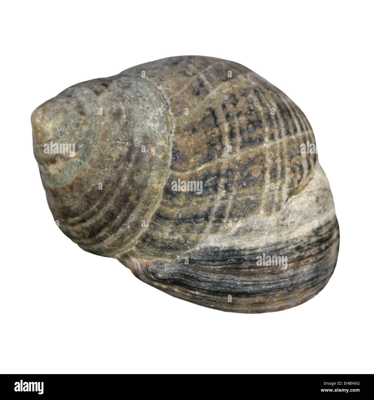 Bigorneau Littorina littorea - Banque D'Images