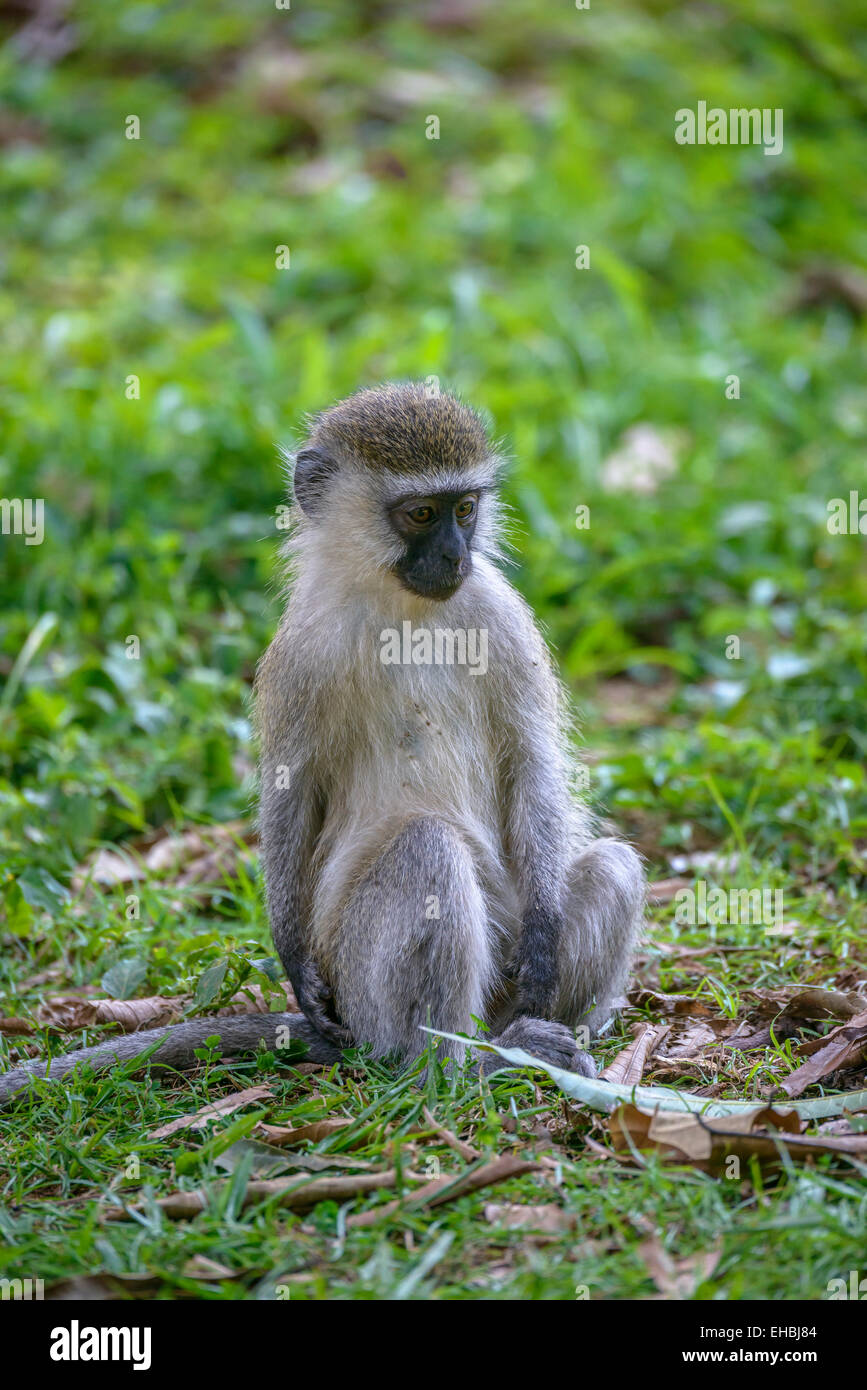 Un jeune mineur, un singe, un singe vervet est assis sur l'herbe. Banque D'Images