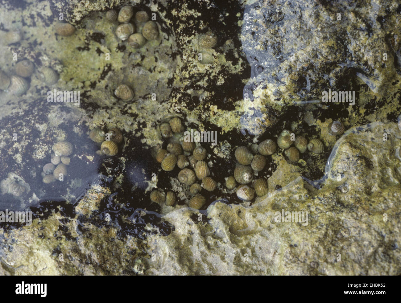 Bigorneau rugueux - Littorina saxatilis Banque D'Images