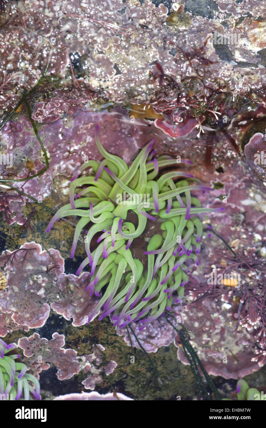 Snakelocks - Anémone Anemonia viridis Banque D'Images
