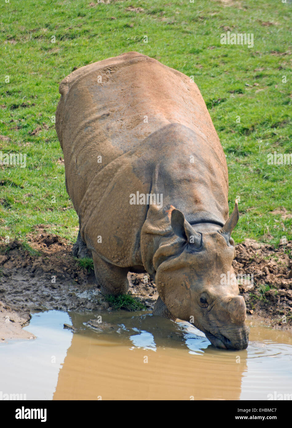 L'Indien ou d'un rhinocéros Rhinocéros Unicorne PLUS Unicornisn Asie Banque D'Images