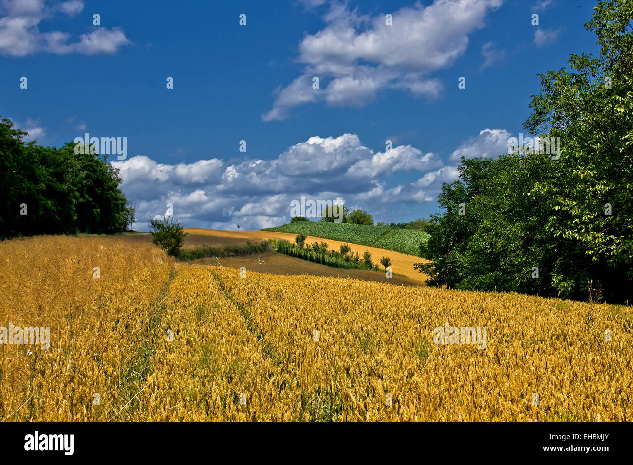 Belle golden grain field en été Banque D'Images