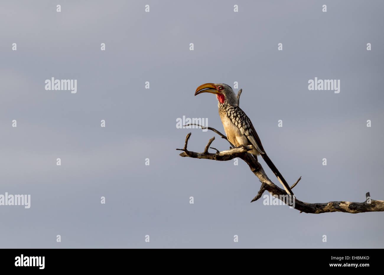 Calao à bec jaune du sud Banque D'Images