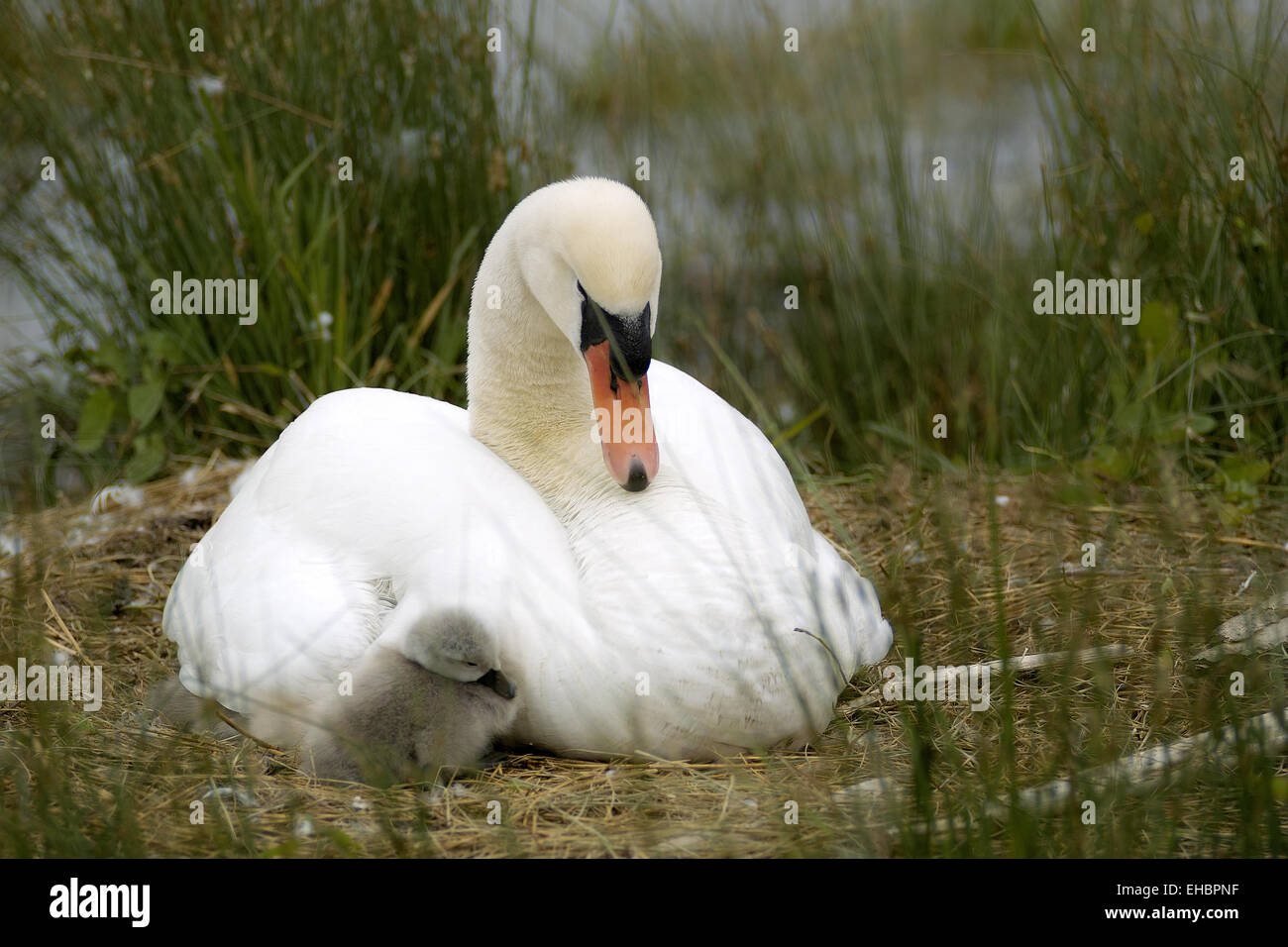 Avec Swan jeune dans le nid Banque D'Images