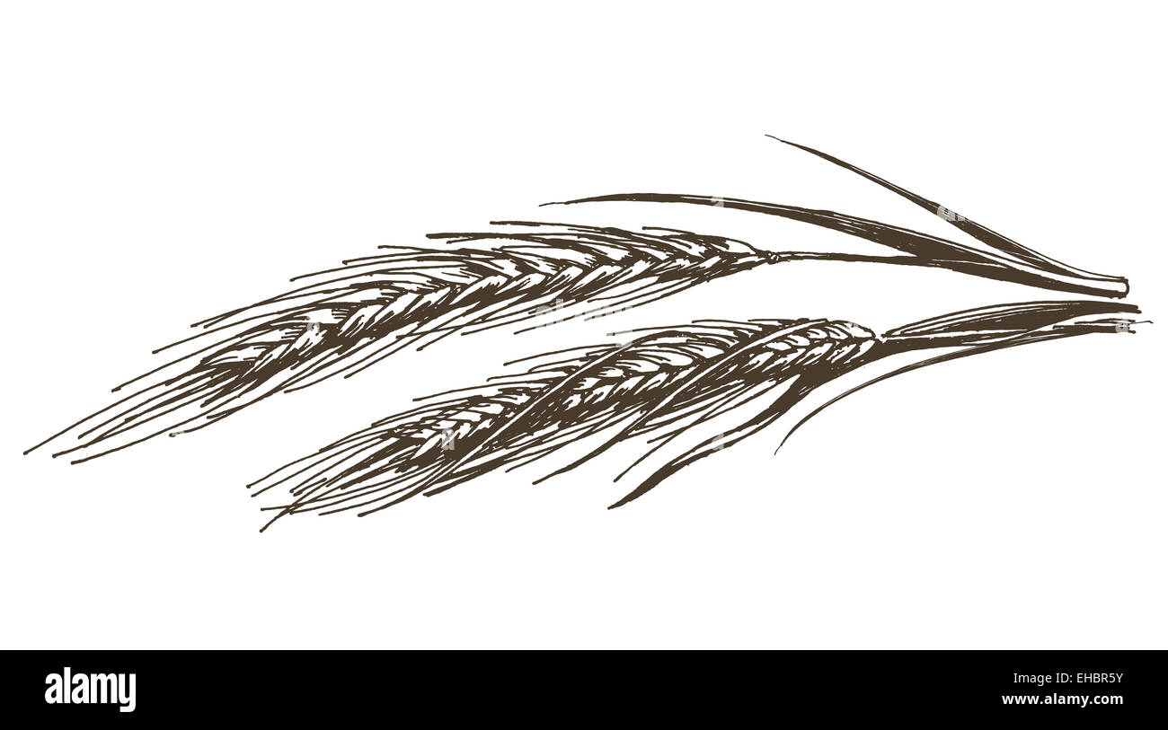 Wheat vector isolated logo sign Banque d'images détourées - Alamy