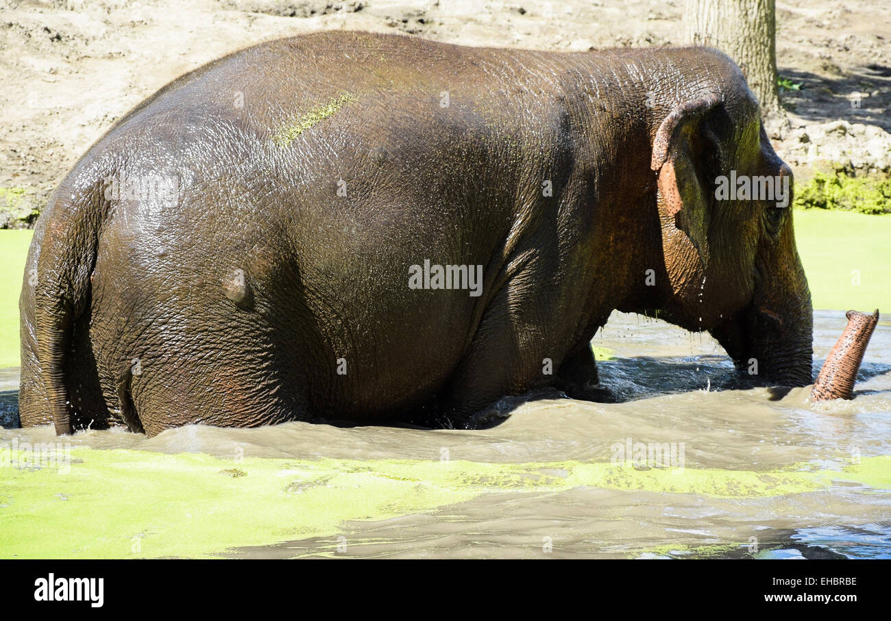 L'éléphant indien est Echelle Banque D'Images