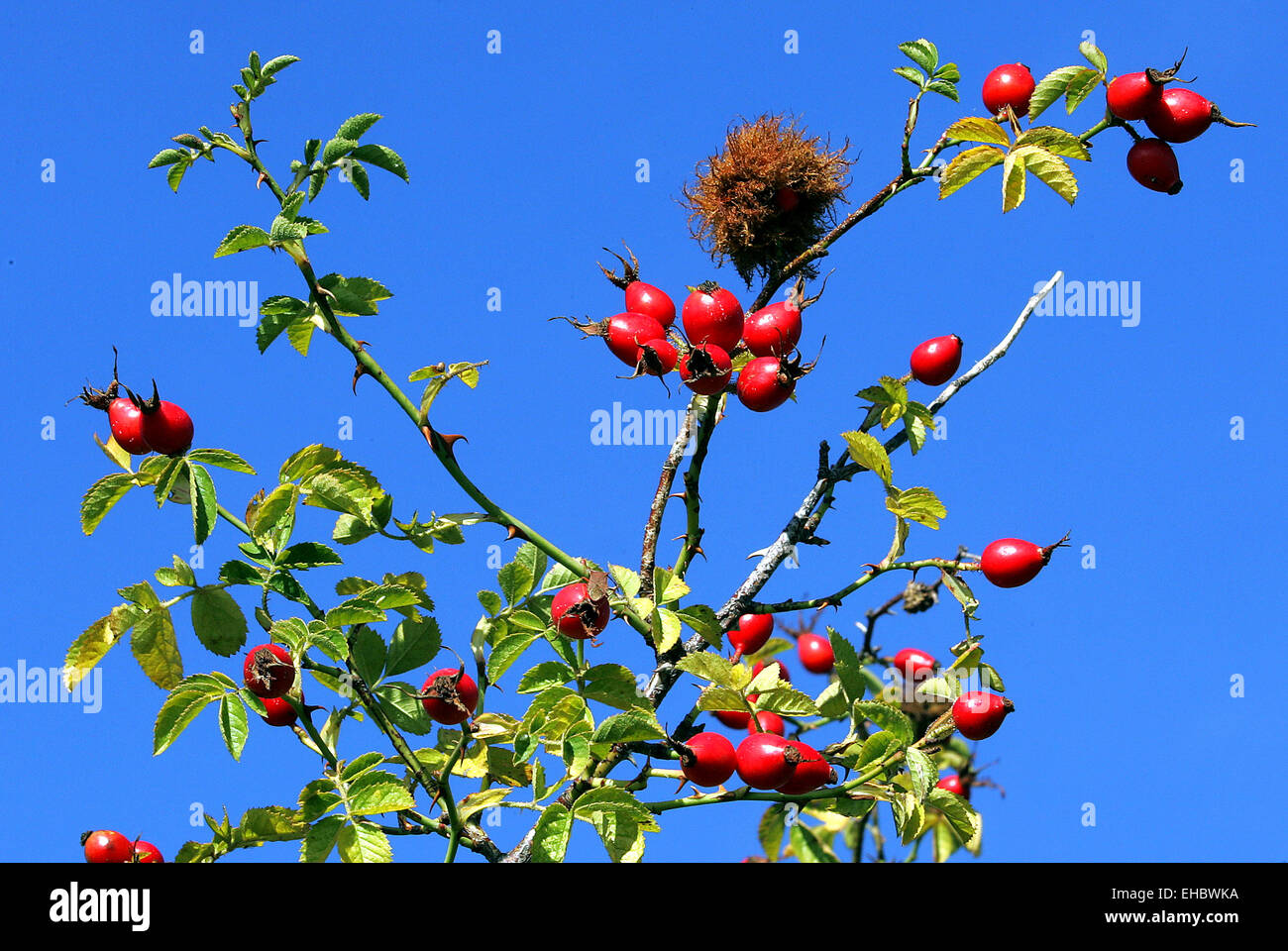 Haw rose Banque D'Images