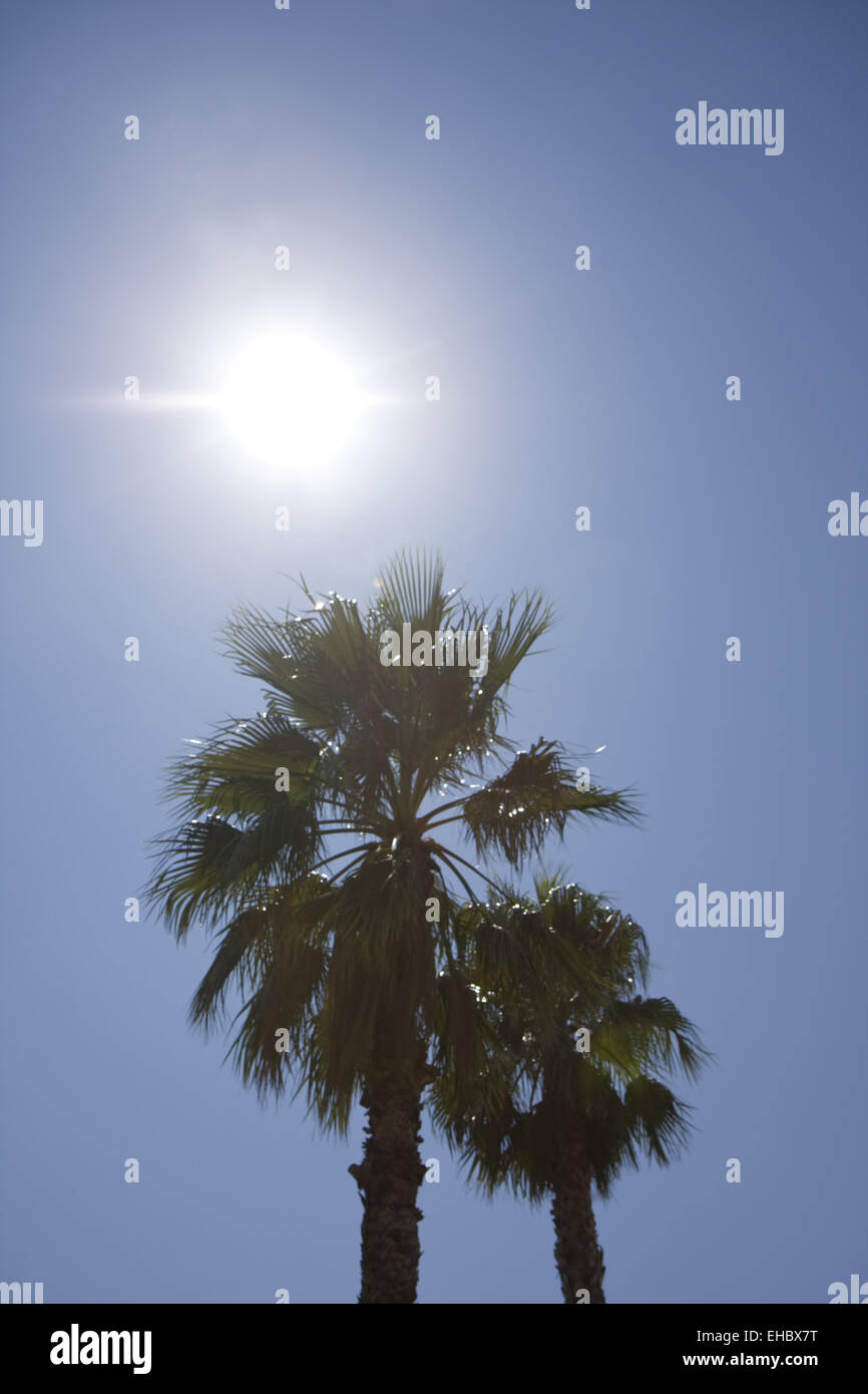 Deux palmiers et un soleil de plomb Banque D'Images