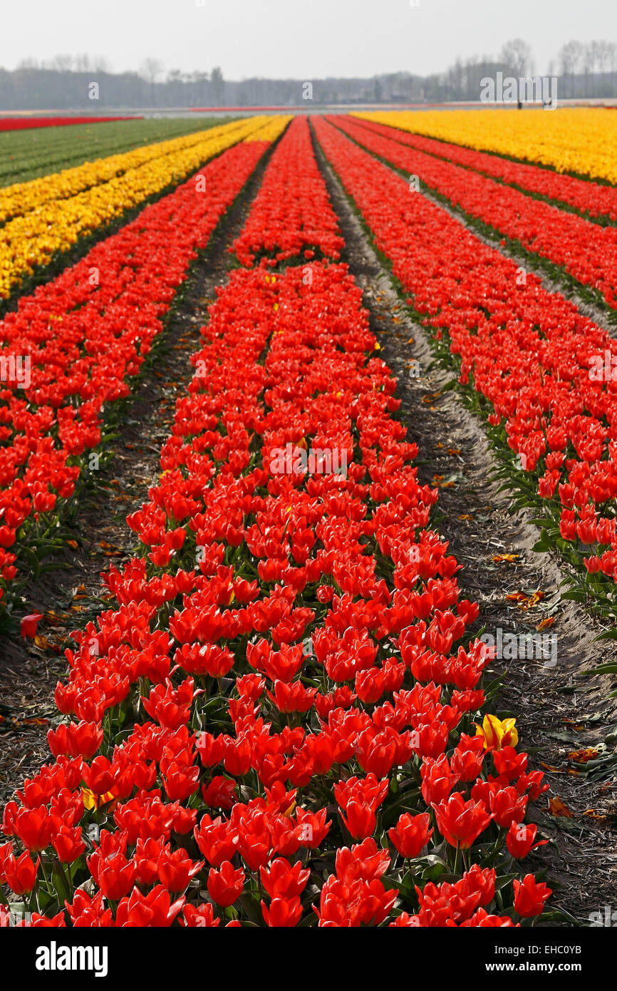 Champs de tulipes près de Lisse Banque D'Images