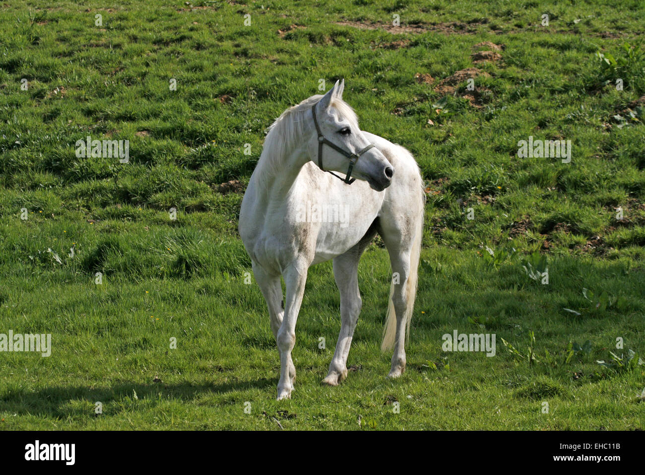 Cheval arabe Banque D'Images