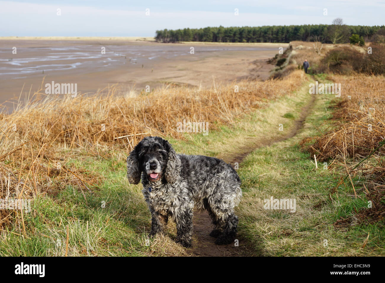 Promenade de chien Cocker sur John Muir Way Banque D'Images