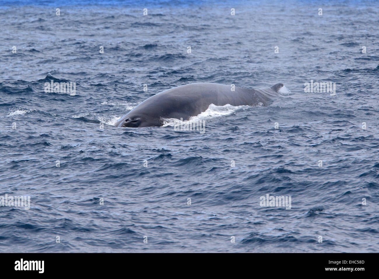 Rorqual commun en surfaces de l'Antarctique et montre sa nageoire dorsale. (Balaenoptera physalus) Banque D'Images