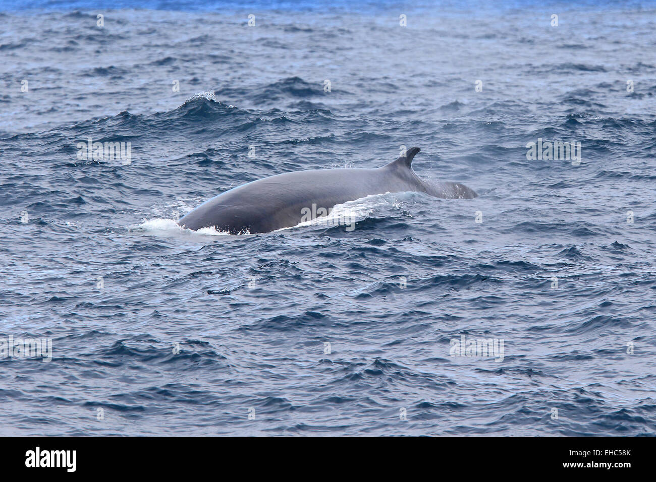 Rorqual commun en surfaces de l'Antarctique et montre sa nageoire dorsale. (Balaenoptera physalus) Banque D'Images