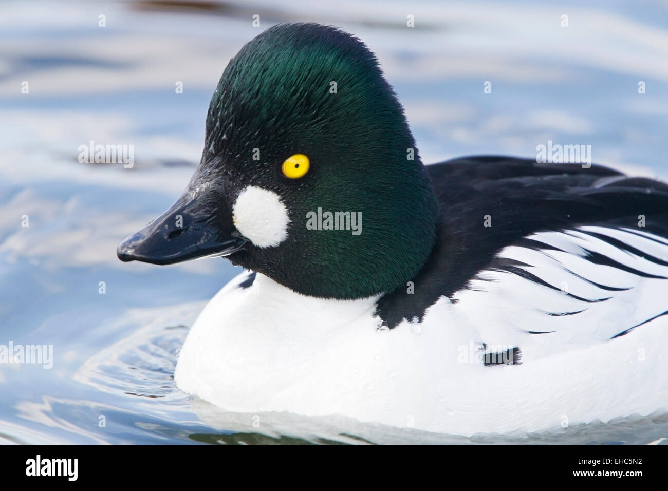 Le Garrot à œil d'or (Bucephala clangula) natation adultes de sexe masculin sur l'eau à Norfolk, Angleterre, Royaume-Uni, Europe Banque D'Images