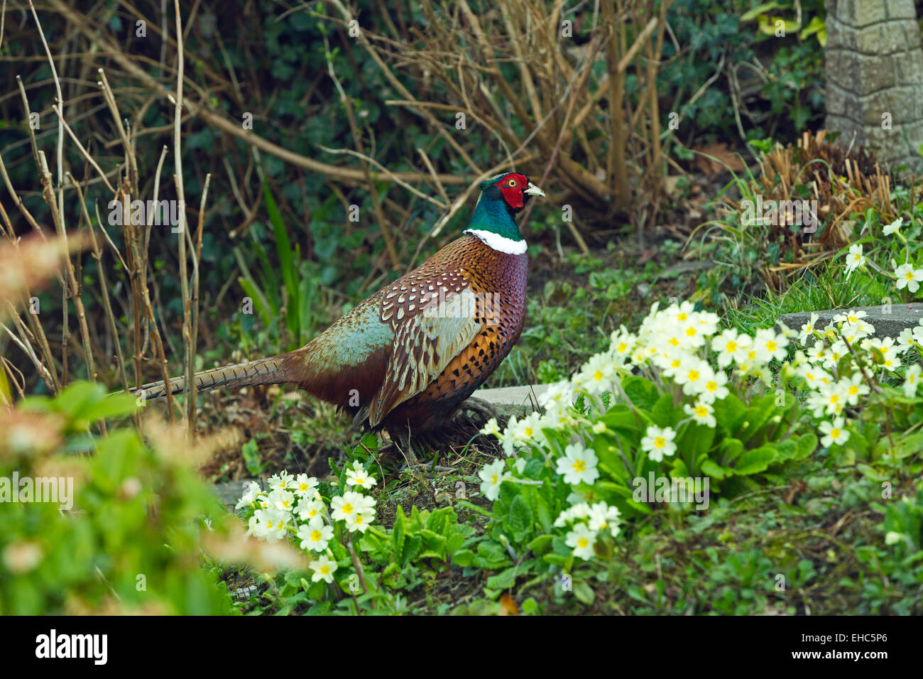 Le faisan mâle coloré déambule dans un jardin anglais chez les primevères dans le Printemps à Braunton Devon England UK Banque D'Images