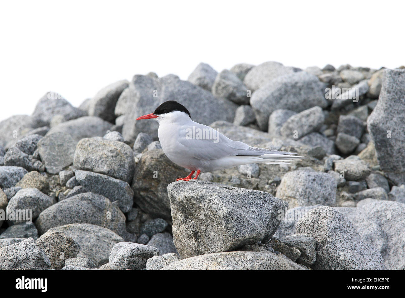 La sterne antarctique, oiseau, dans l'Antarctique, perché sur des rochers. (Sterna vittata) Banque D'Images