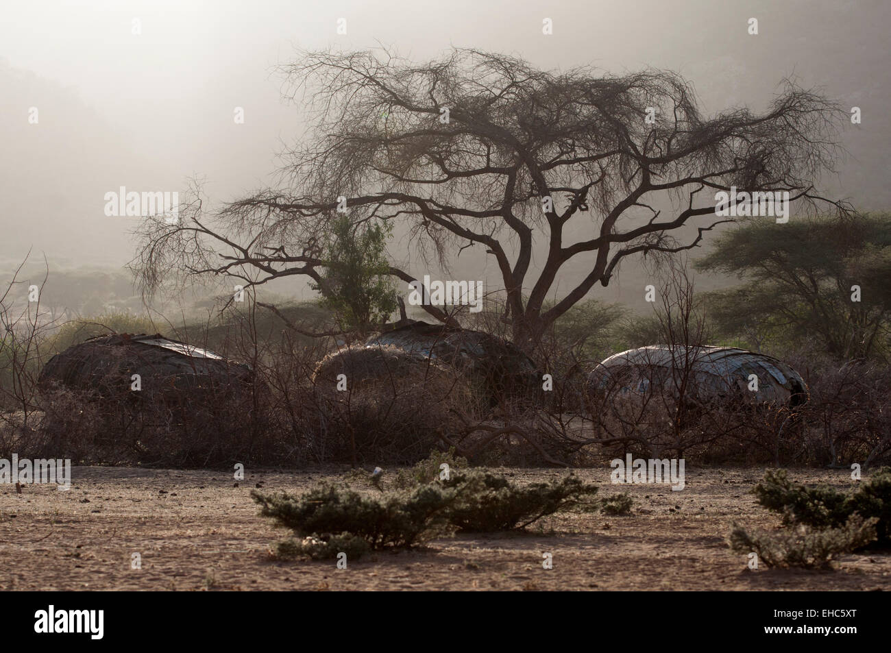 Huttes traditionnelles sous un grand acacia dans un village près d'Ngurunit Samburu, Kenya Banque D'Images