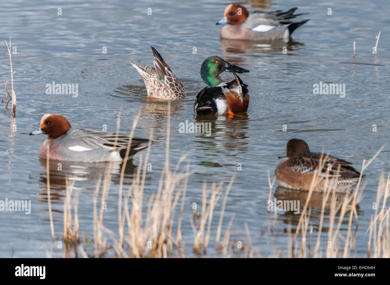 Canard siffleur Anas penelope, le partage d'un lac avec un canard canard souchet, Anas clypeata, réserve naturelle de Staveley, Yorkshire, Angleterre Banque D'Images