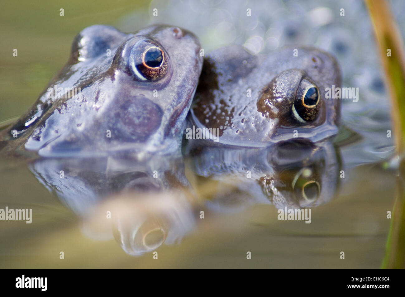 Une paire de la politique commune des grenouilles (Rana temporaria) pondre dans un étang de jardin dans l'East Yorkshire Banque D'Images