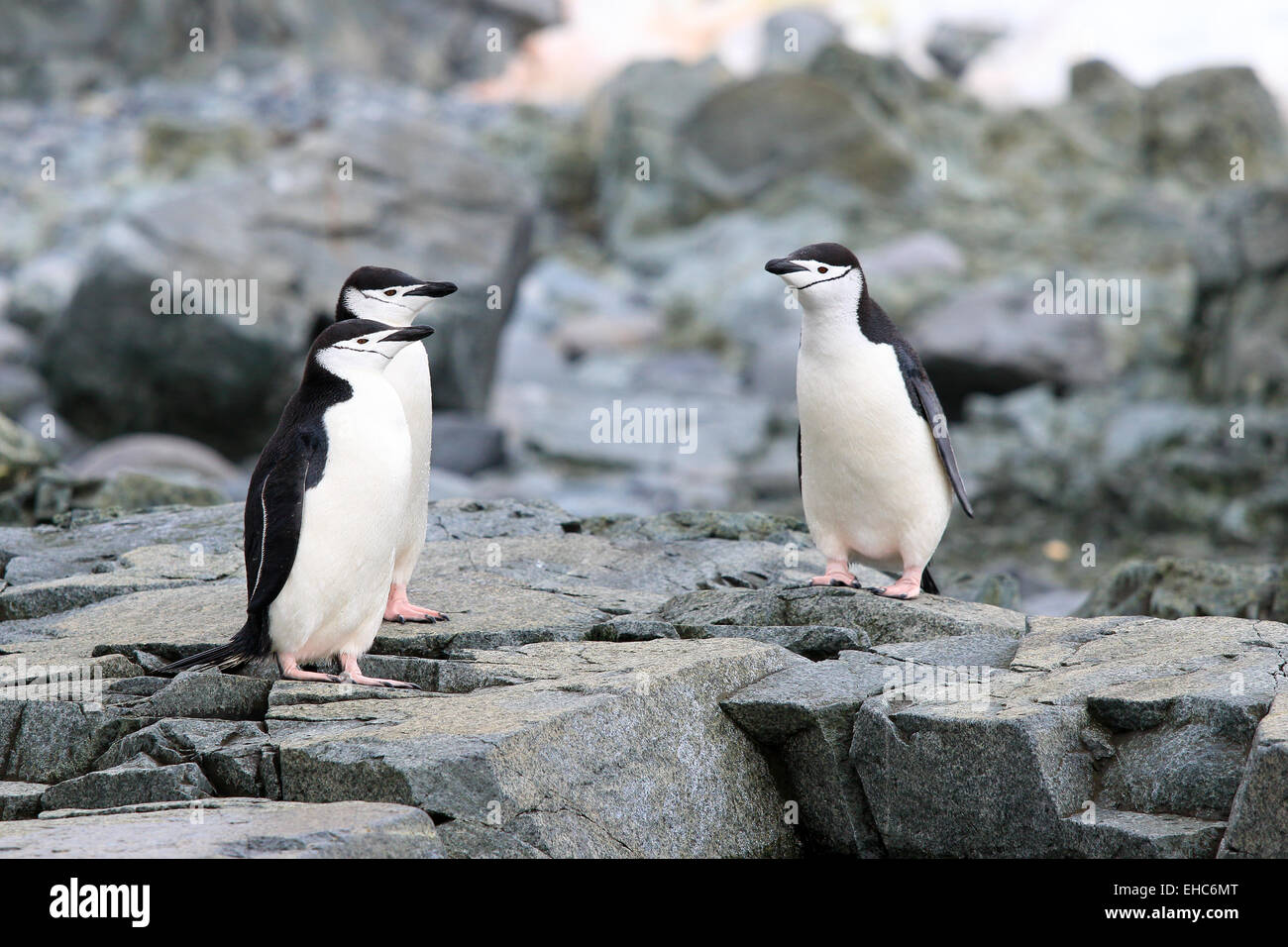 Les pingouins, penguin de l'Antarctique, l'Antarctique. Gamla (Pygoscelis antarctica) Banque D'Images