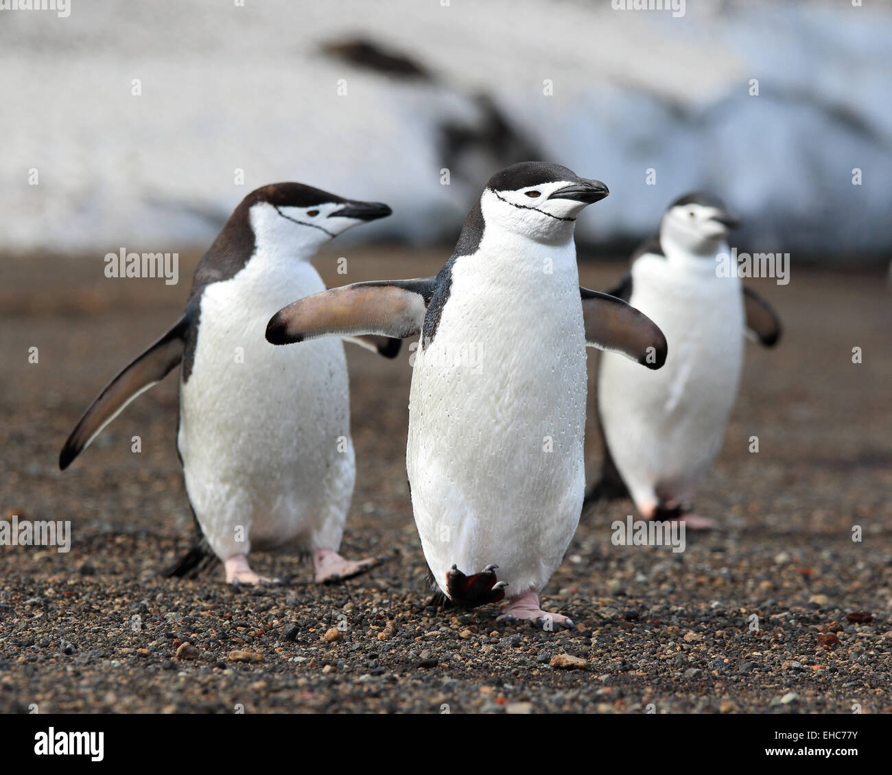L'antarctique, les pingouins, les manchots à jugulaire de l'Antarctique. Gamla (Pygoscelis antarctica) Banque D'Images