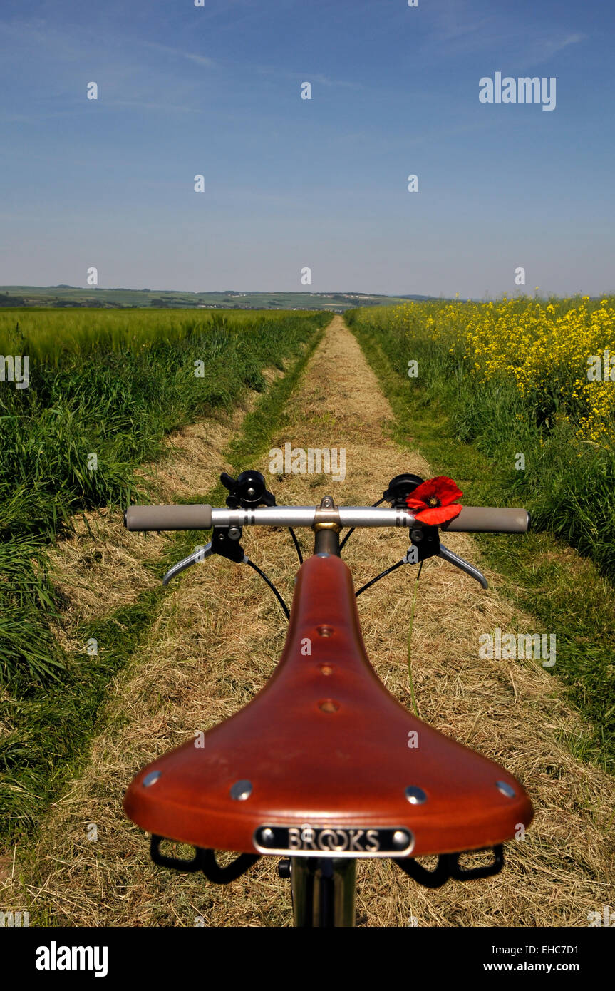 Location avec coquelicot sur un chemin de campagne en été, Allemagne Banque D'Images