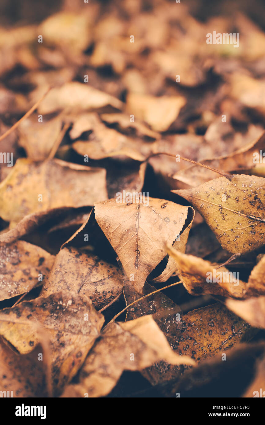 Les feuilles d'automne background vintage retro Banque D'Images