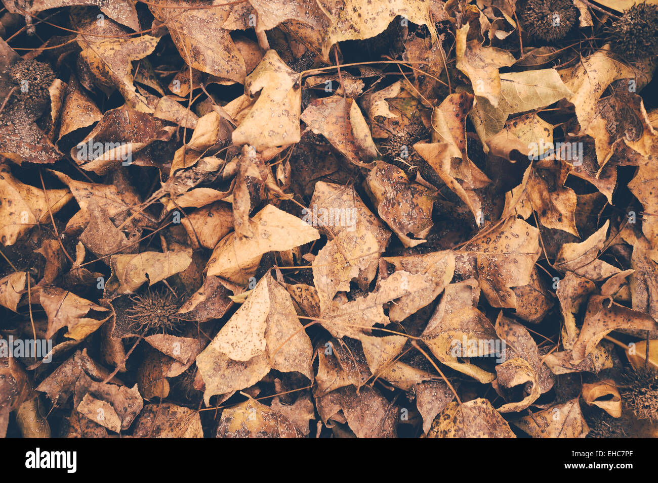 Les feuilles d'automne background vintage retro Banque D'Images