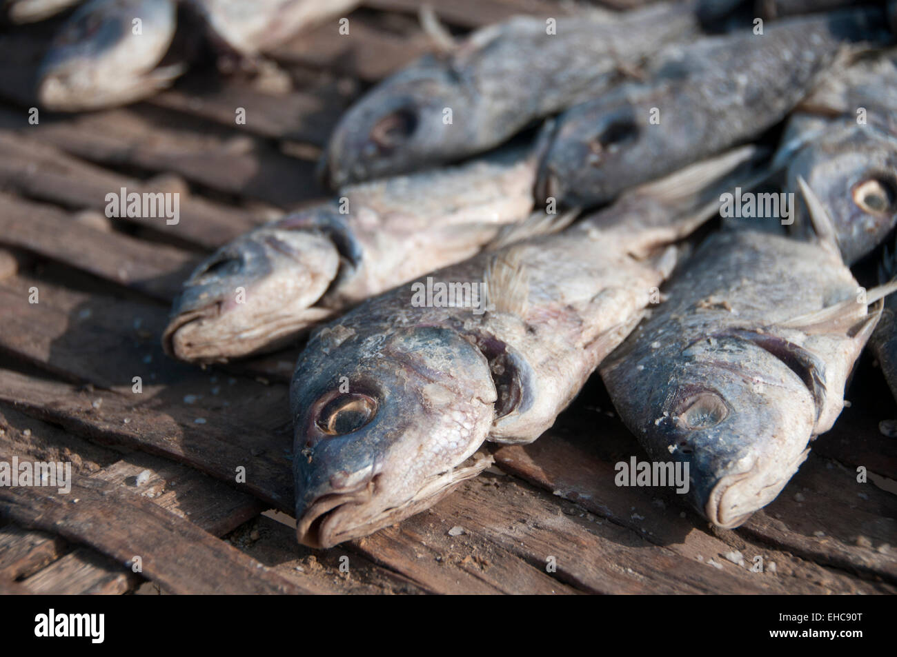 Poisson sur des séchoirs au village de pêcheurs de Tanji, Gambie, Afrique de l'Ouest Banque D'Images