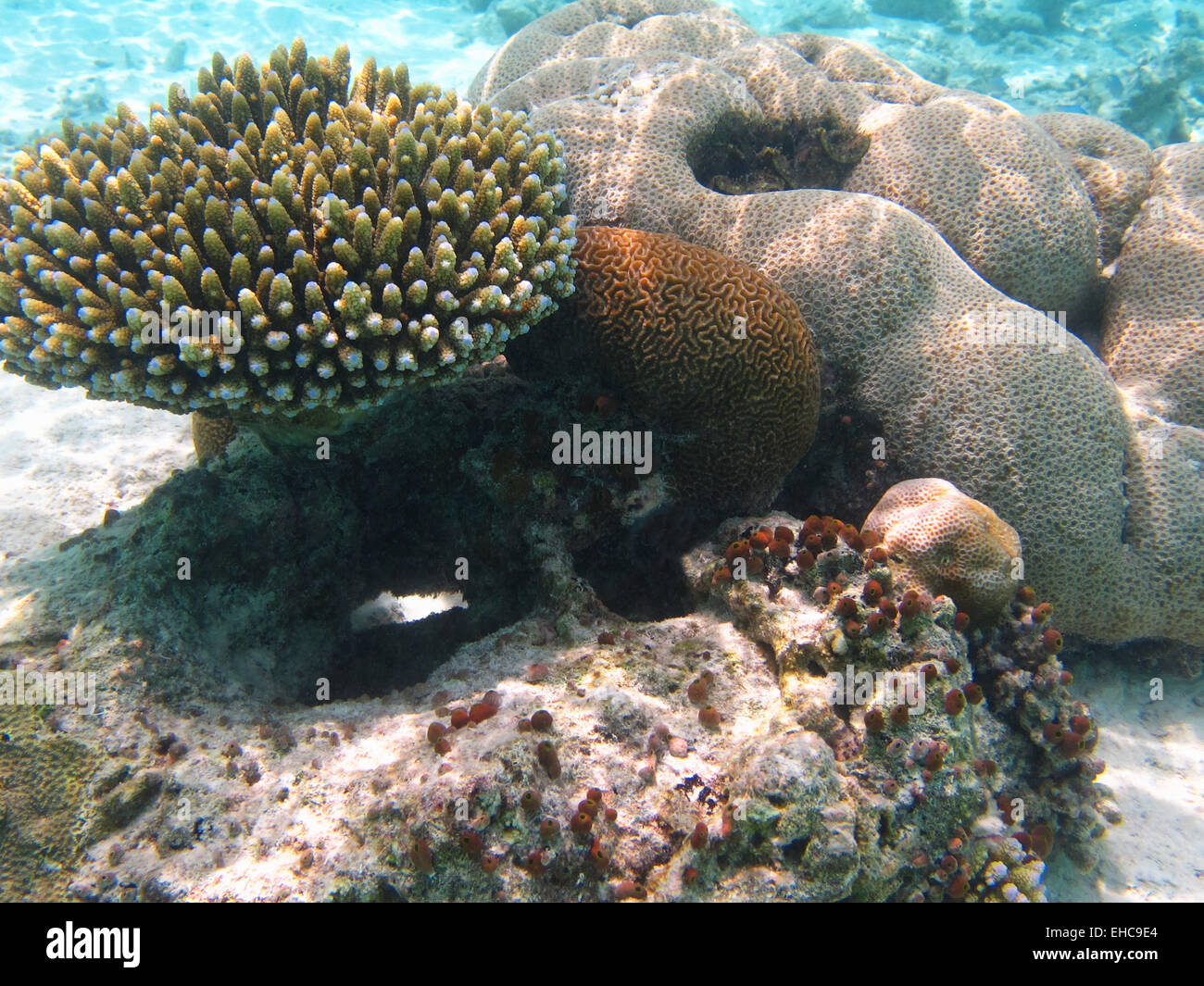 Brain coral et Porites collés sur un récif de corail dans les Maldives Banque D'Images