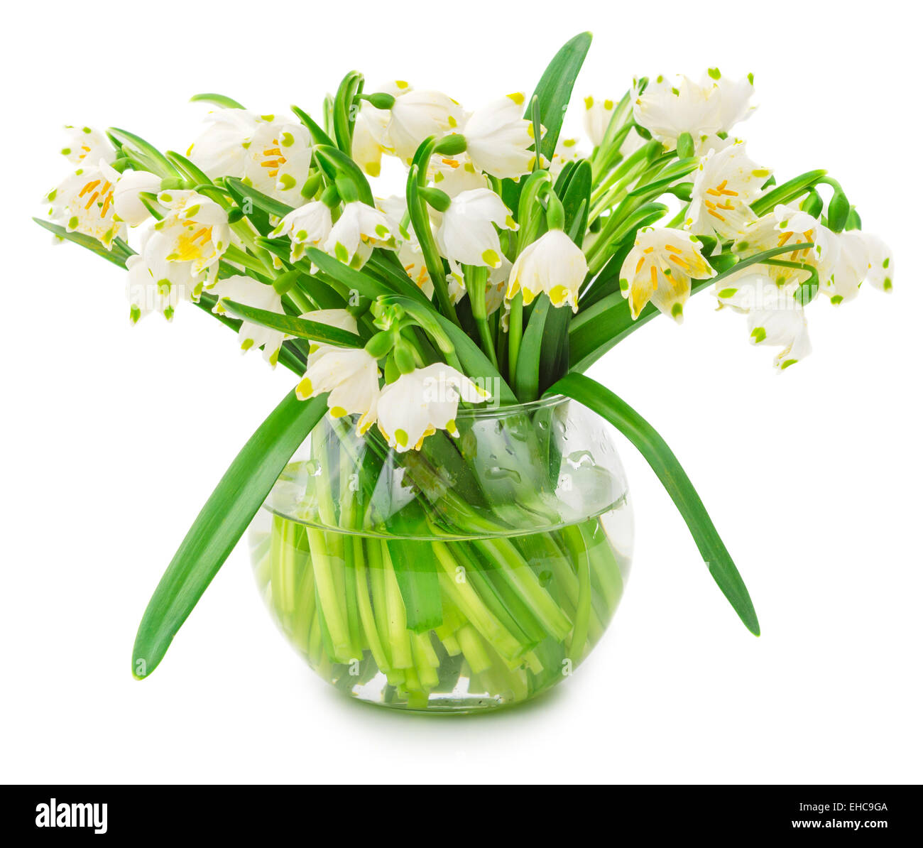 Flocon de neige de printemps des fleurs à bol en verre isolé sur fond blanc Banque D'Images