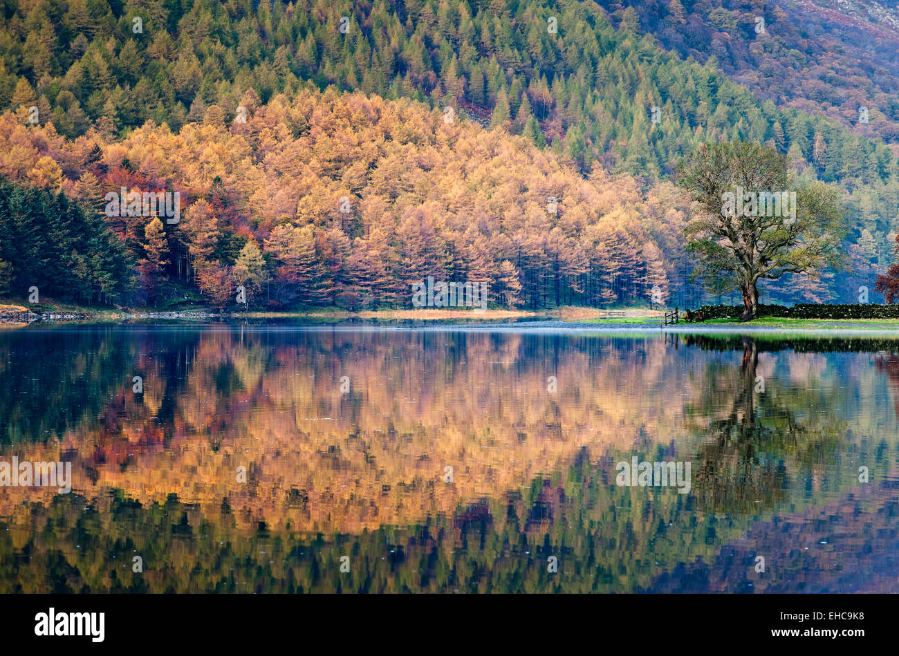 Les réflexions dans la lande à l'automne, Buttermere, Parc National de Lake District, Cumbria, England, UK Banque D'Images